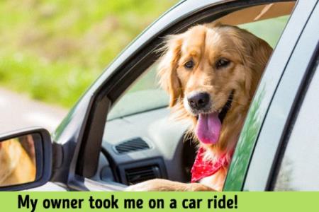 Zakaj so mačke in psi iz različnih svetov